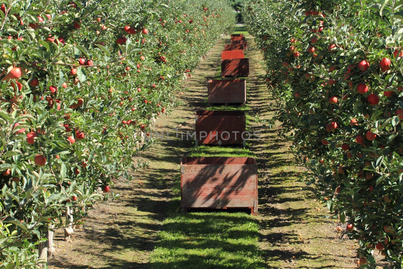 Fruit ripe for the picking in an apple orchard