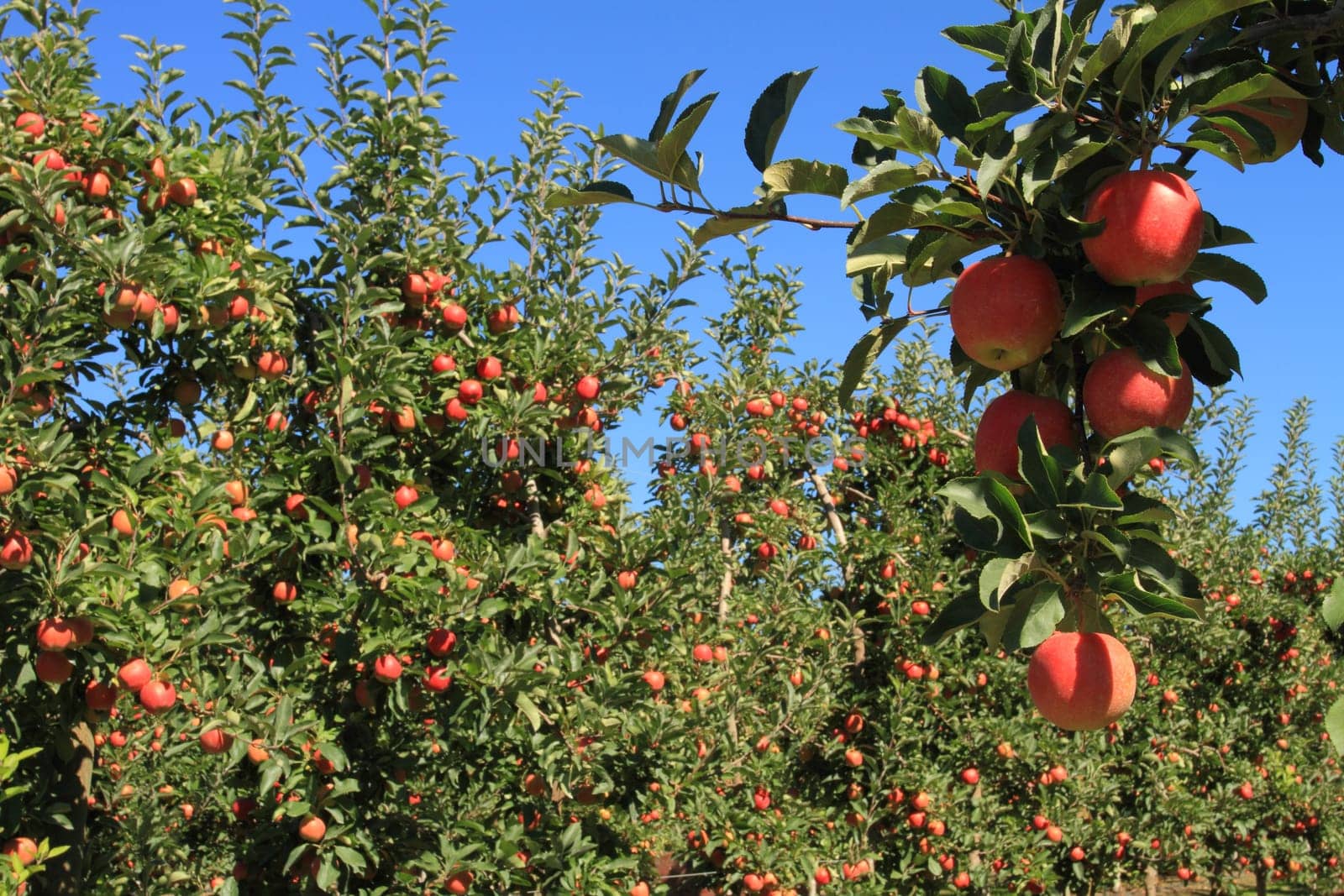 Fruit ripe for the picking in an apple orchard
