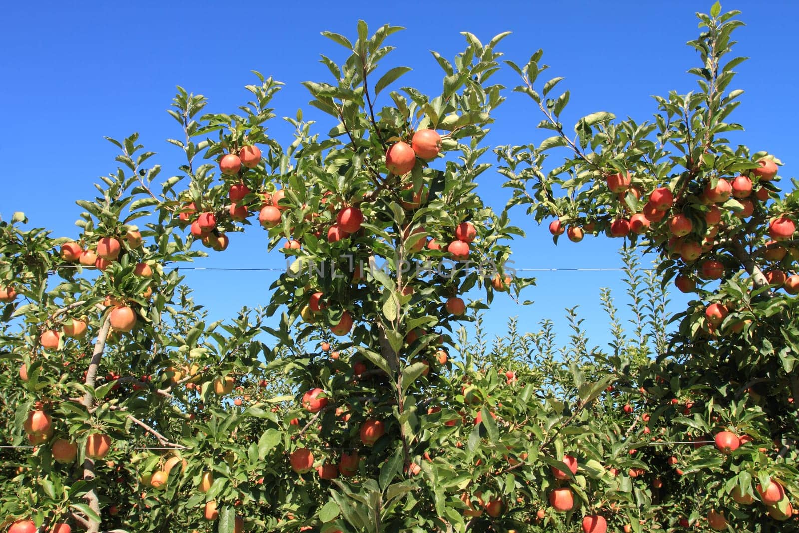 Fruit ripe for the picking in an apple orchard
