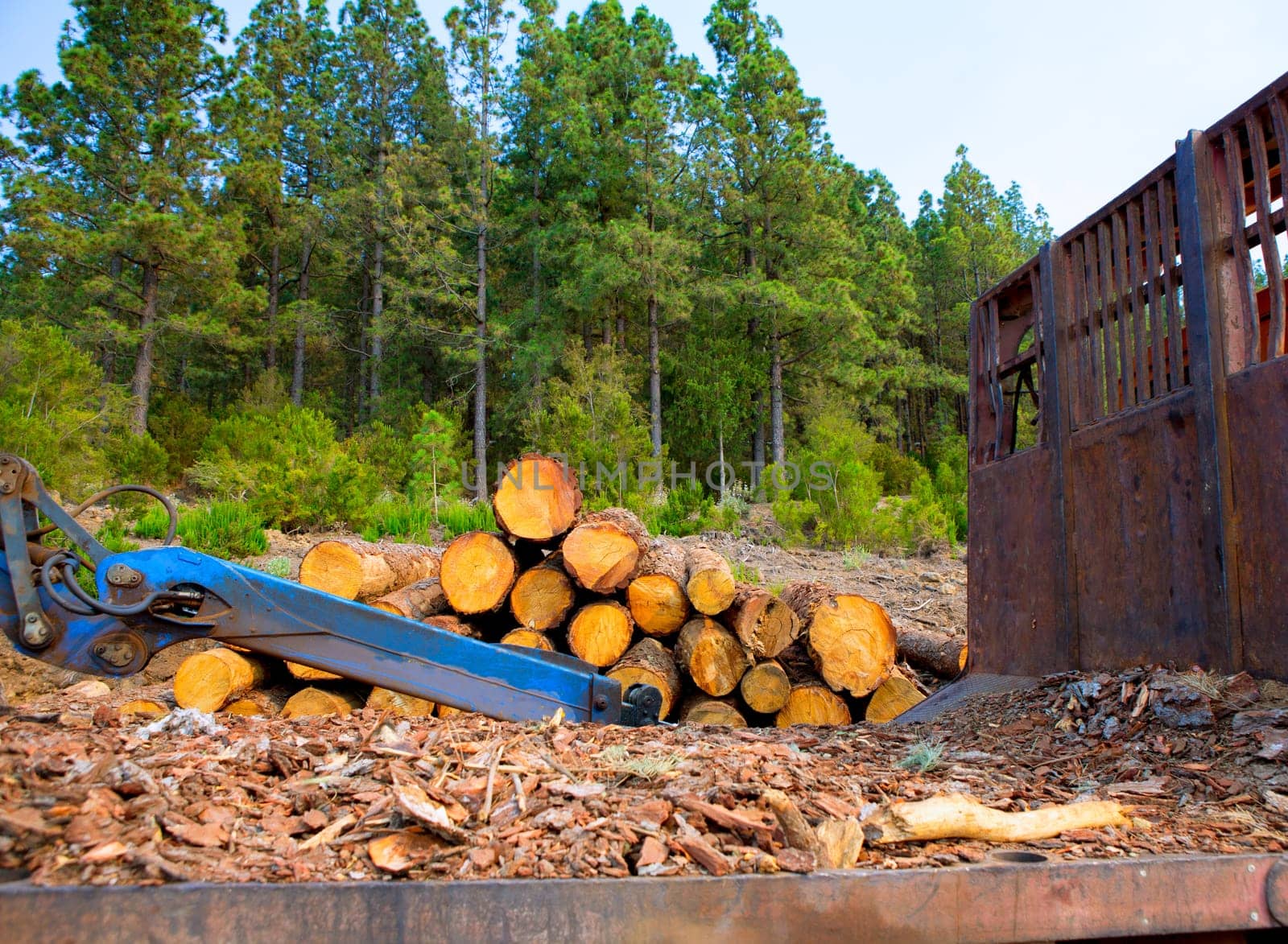 pine tree felled for timber industry in Orotava Tenerife