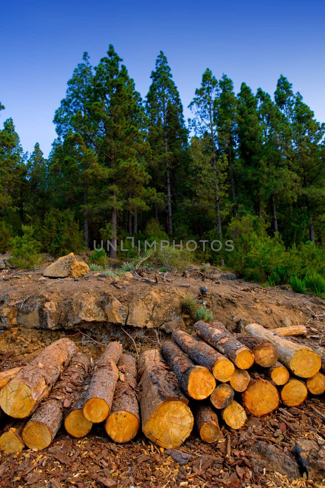 pine tree felled for timber industry in Orotava Tenerife