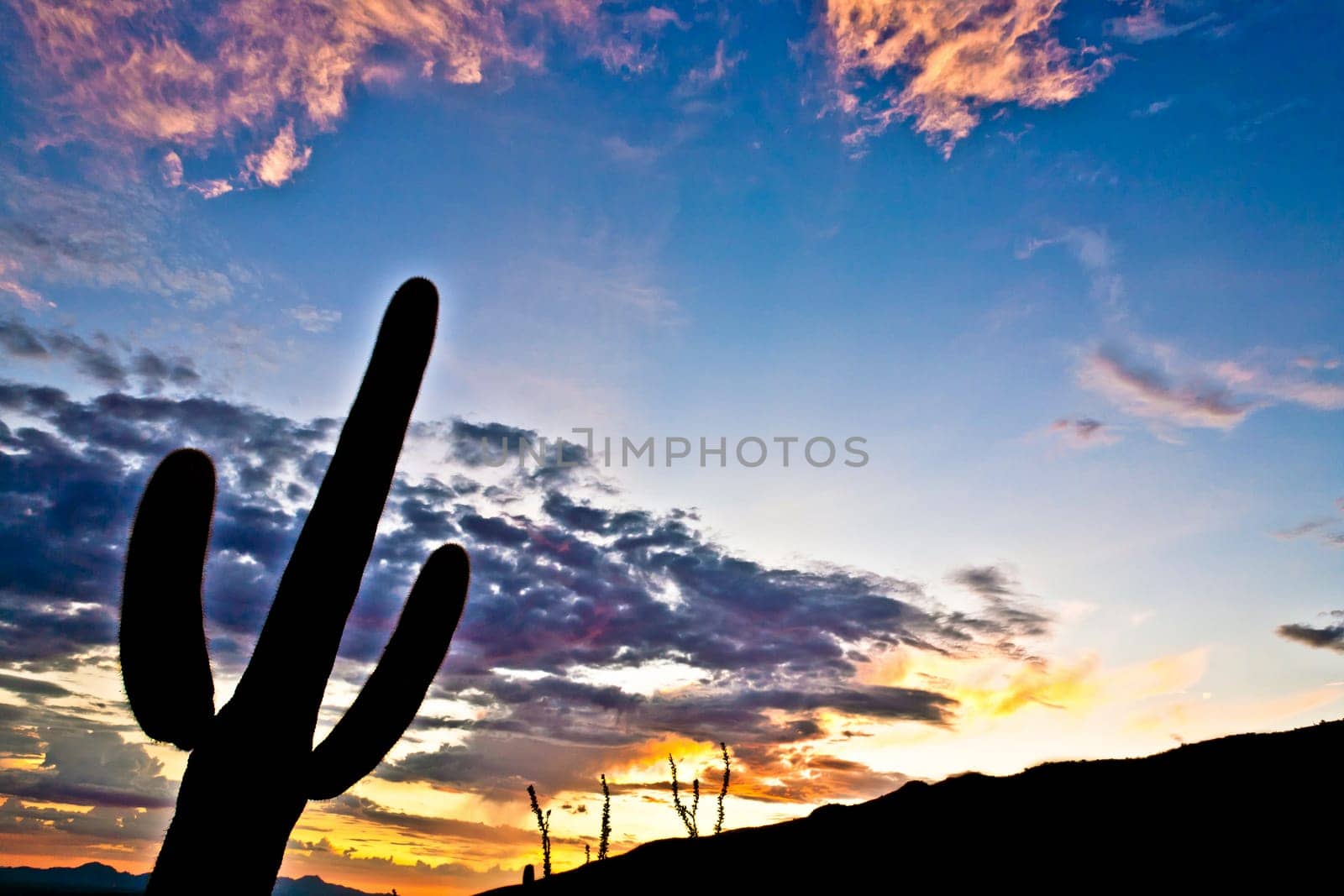 silhouette of cactus in Desert sunset lit sky