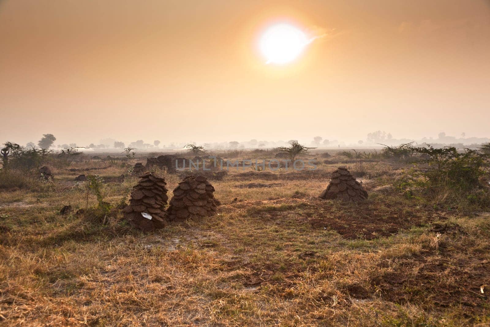 fields with trees in morning fog in India