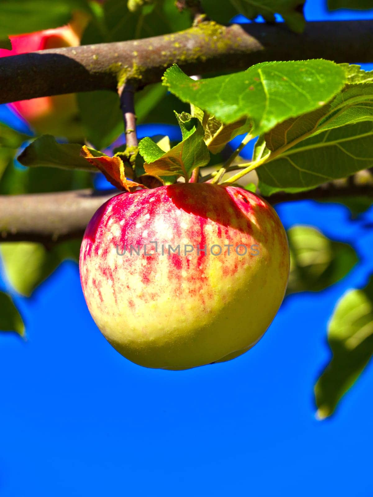 ripe apple hanging on the apple tree