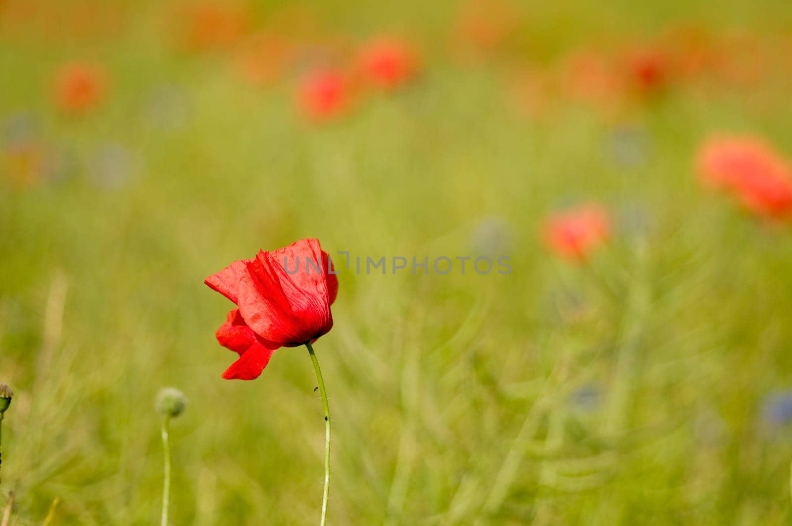 Scattered poppy flowers on a rapeseed field