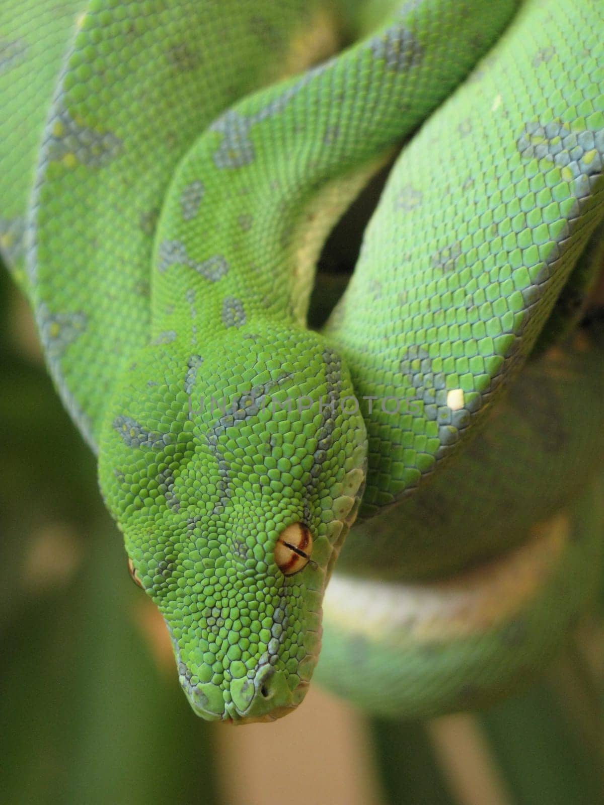 Snake green tree python