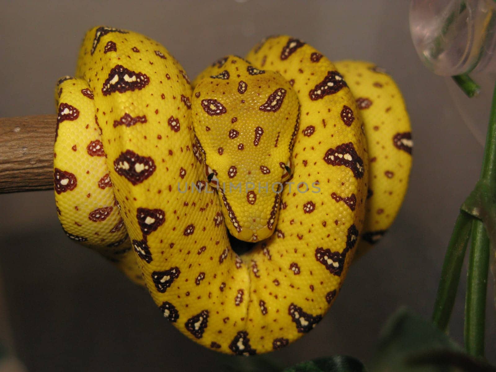 Snake green tree python juvenil