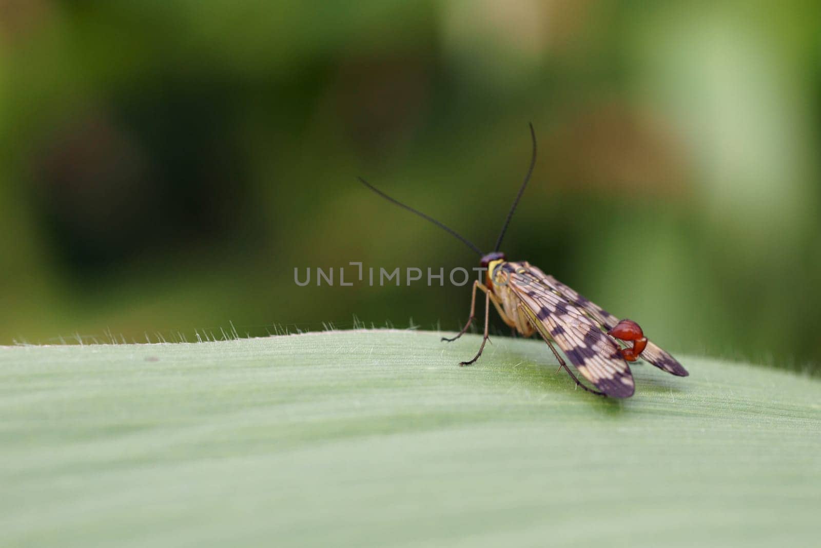 The close-up of a scorpion fly (Panorpa germancia) on a corn leaf.