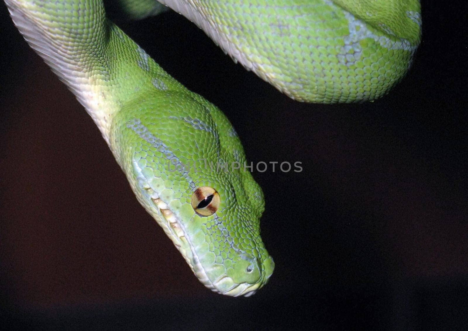 Snake green tree python