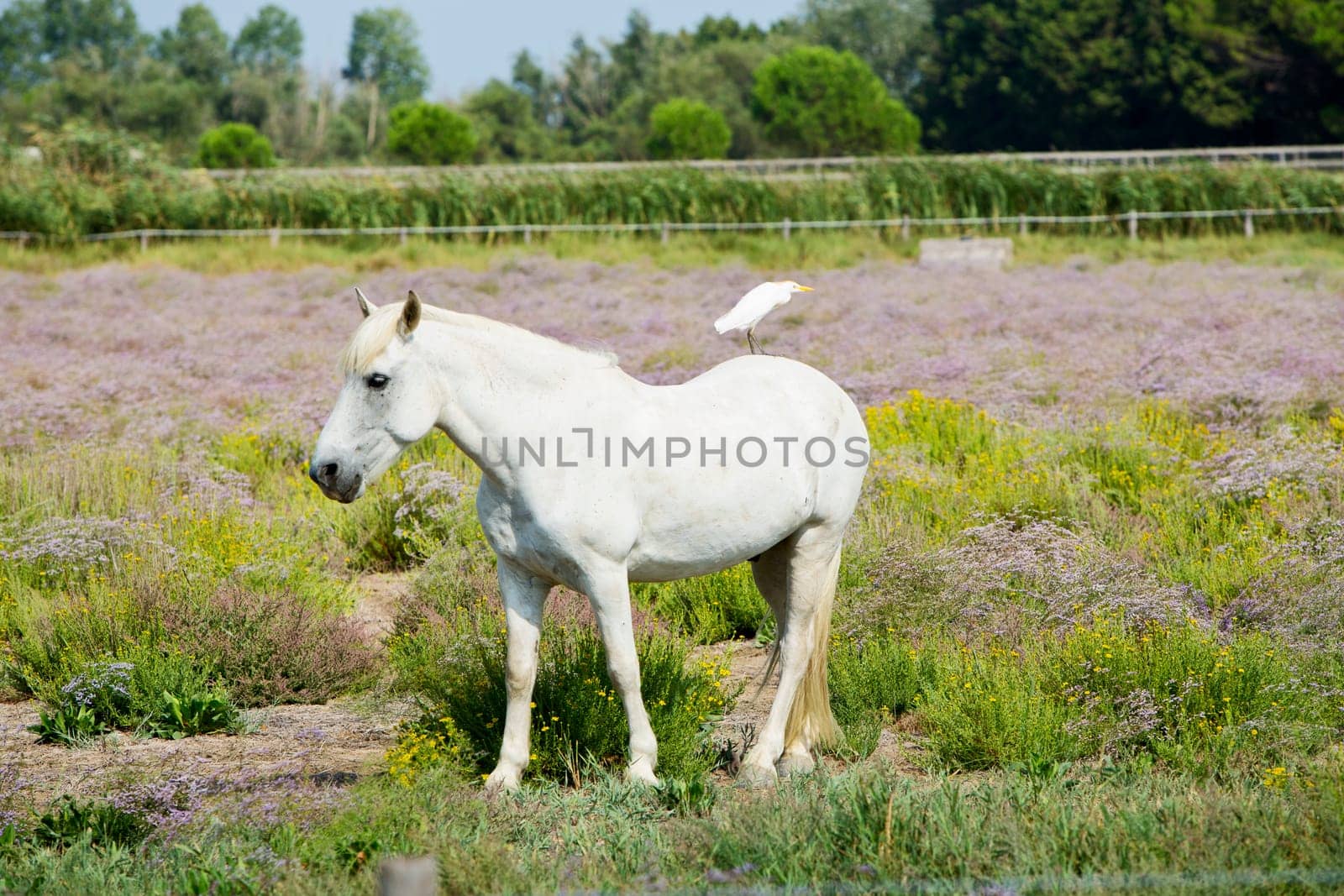 Camargue Horse