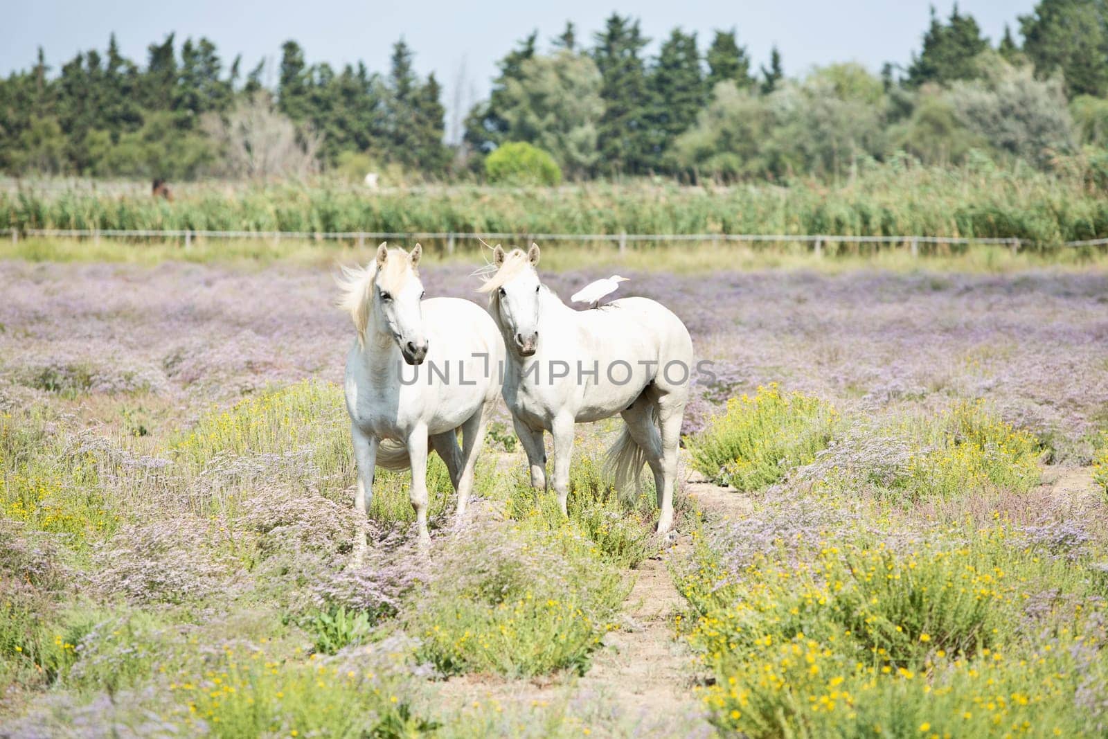 Camargue Horse