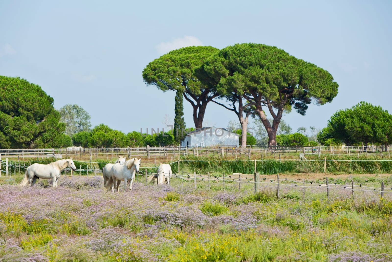 Camargue Horse