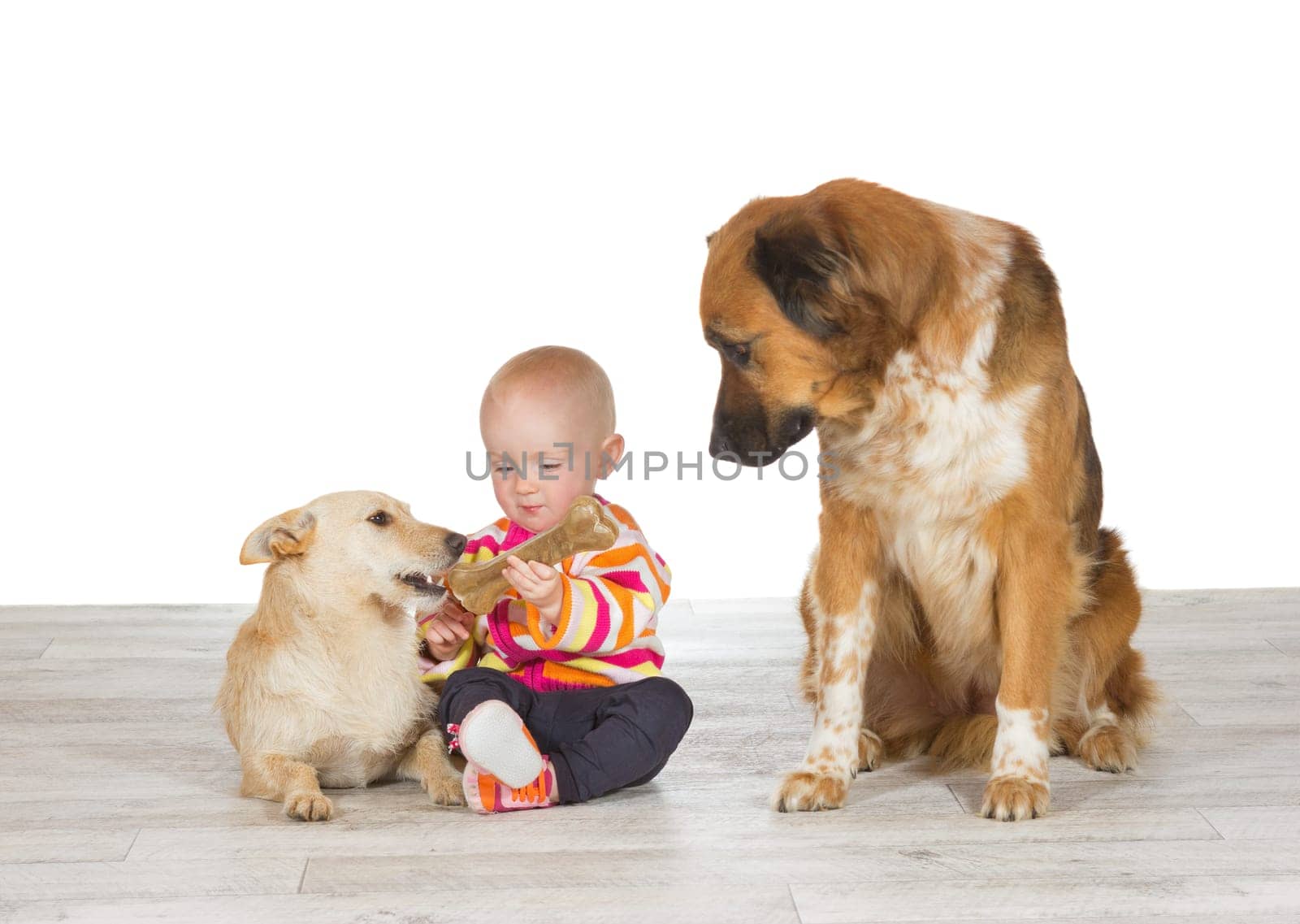 Little baby sitting on the floor flanked by the two family pets feeding one dog a chewy bone watched enviously by another