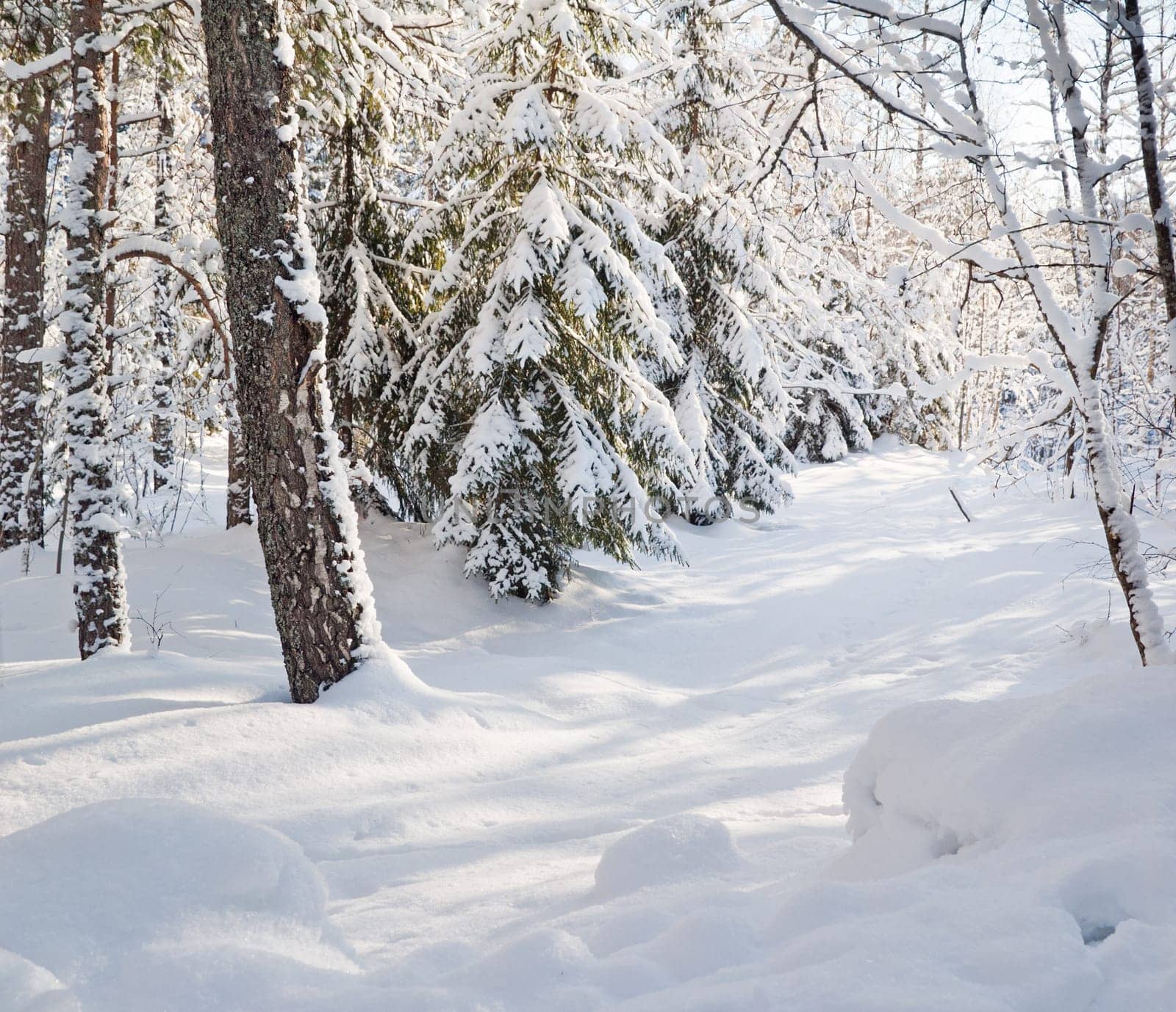 snow-covered winter forest lit by bright sunshine