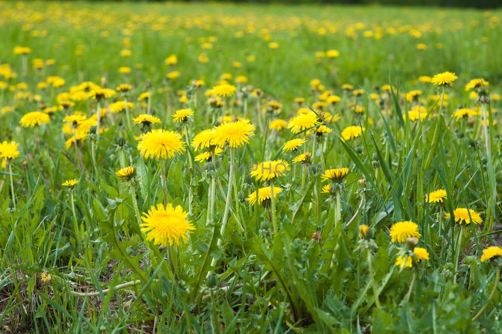 Field of blossoming dandelions, close up