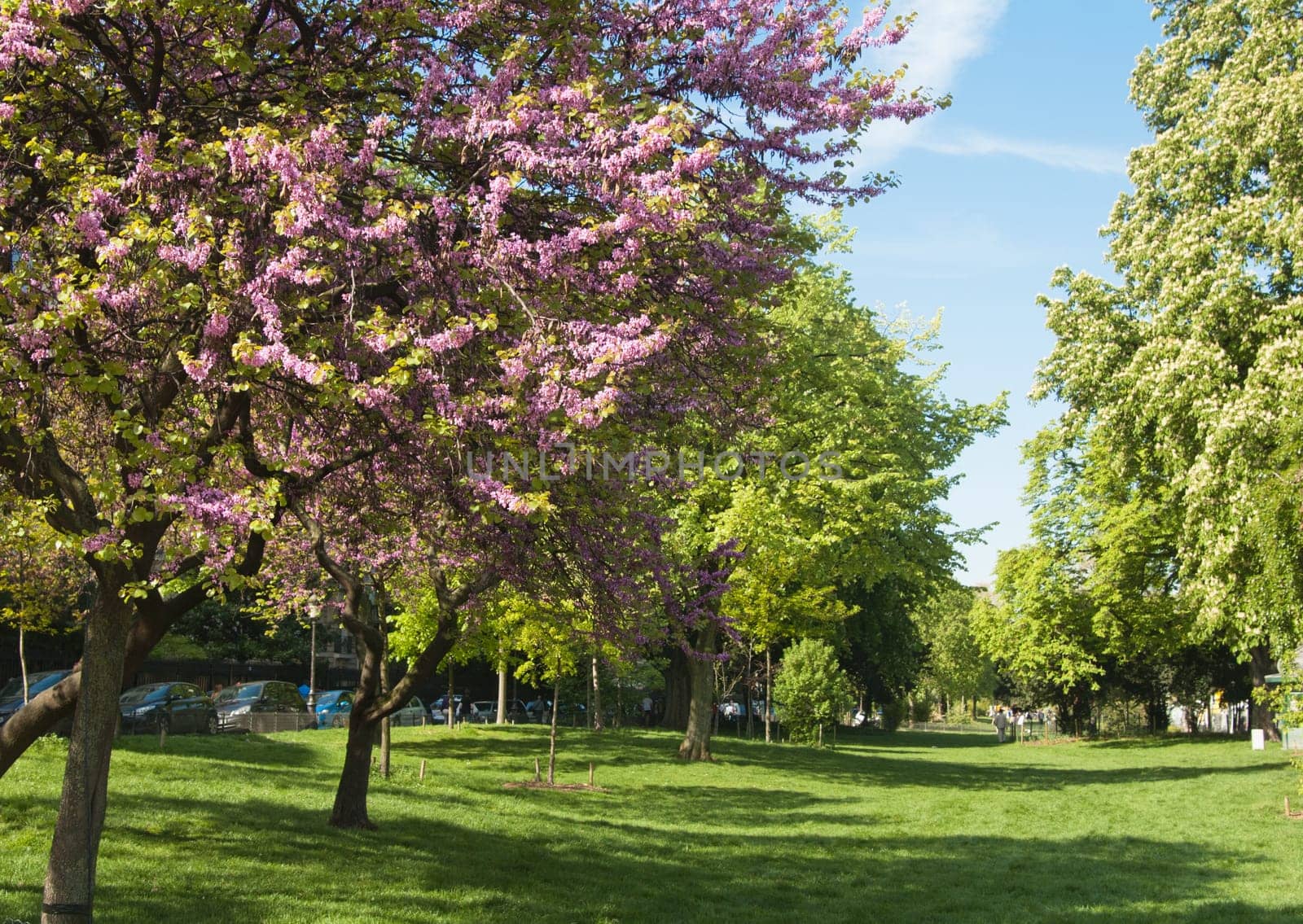 Magnolia blossoming in the Parisian park