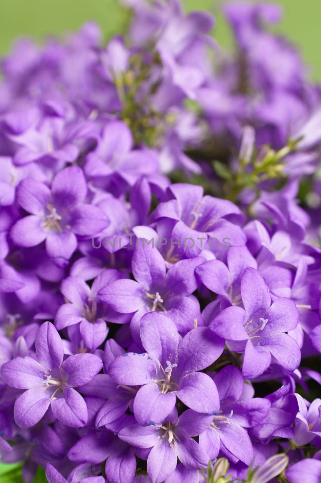 campanula blue a close up
