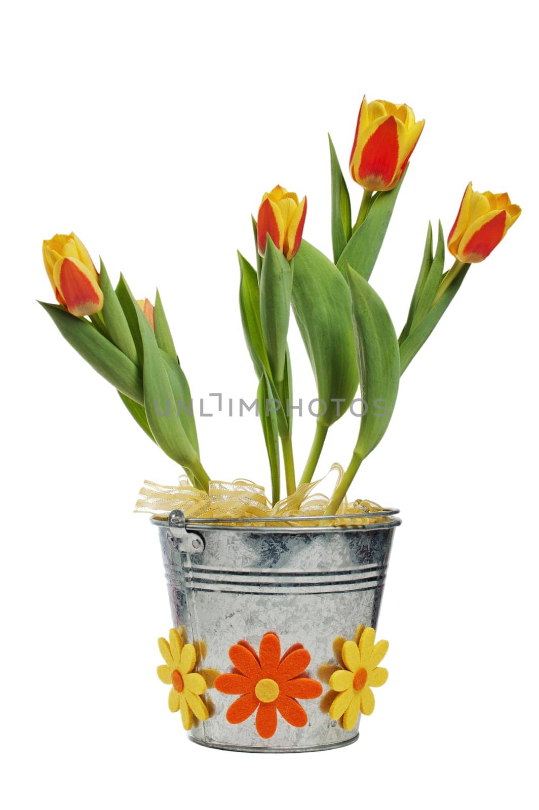 It is red yellow tulips in a bucket, it is isolated on white
