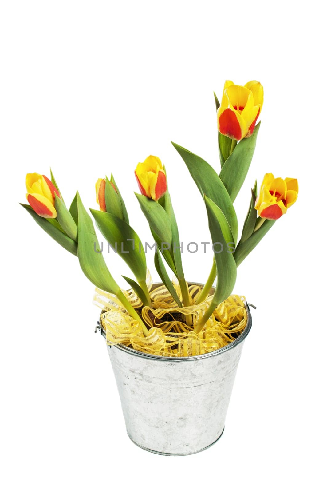 It is red yellow tulips in a bucket, it is isolated on white