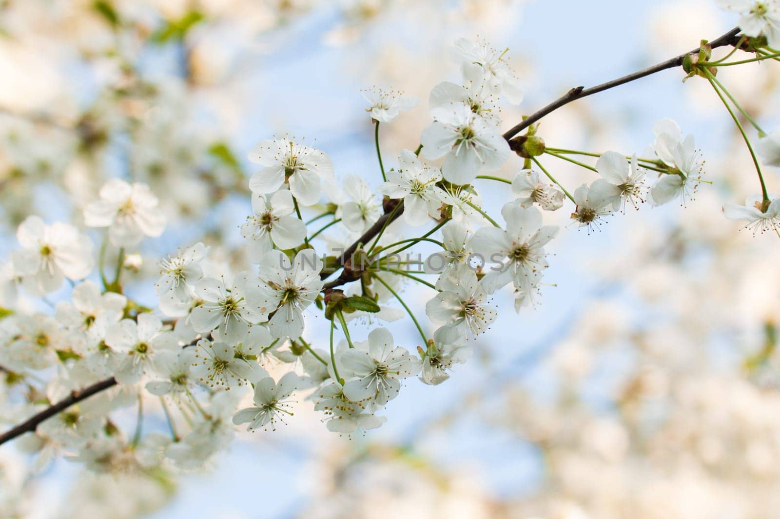 Branch of a blossoming cherry