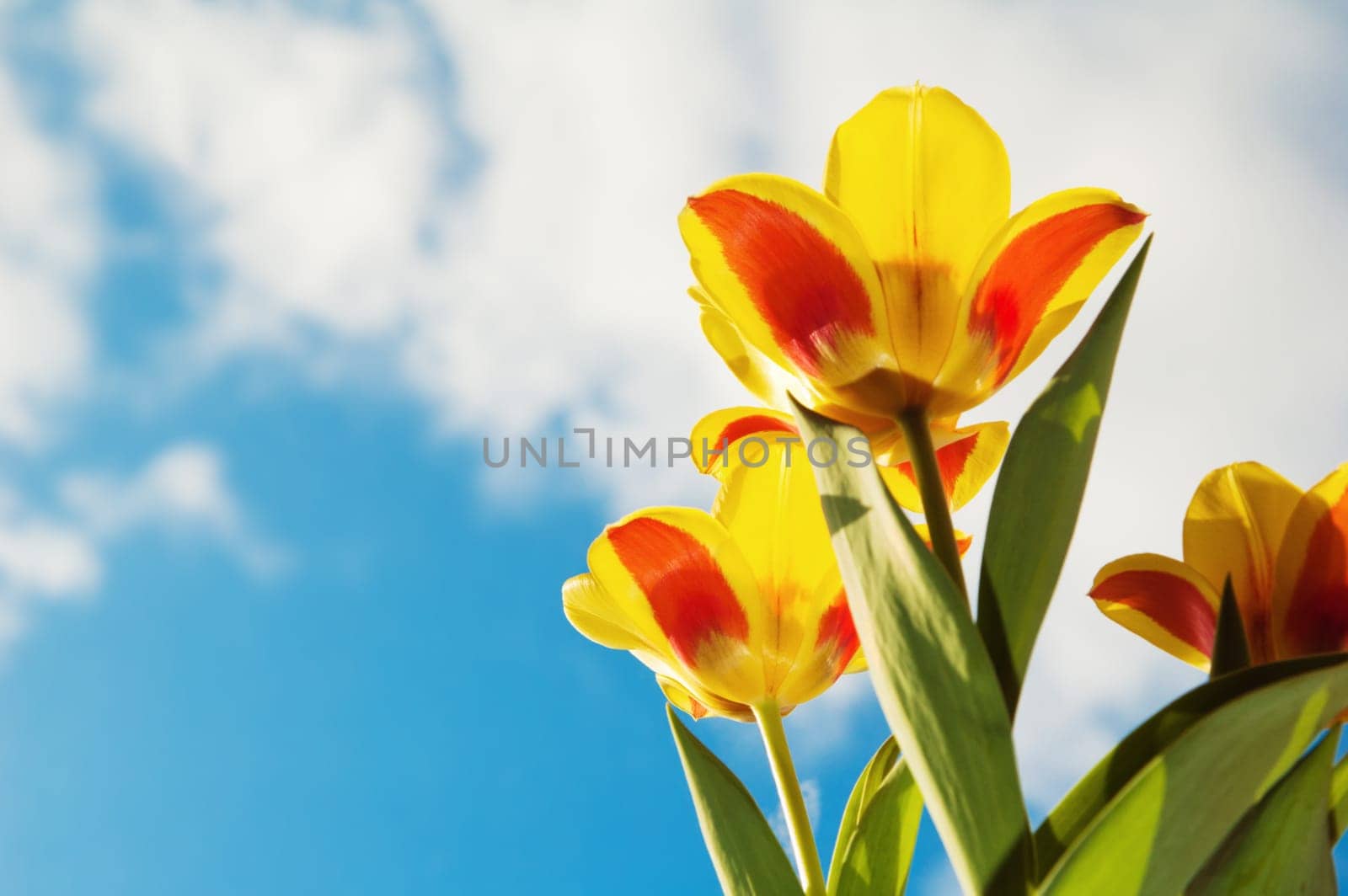 Red-yellow tulips on a background of the blue sky