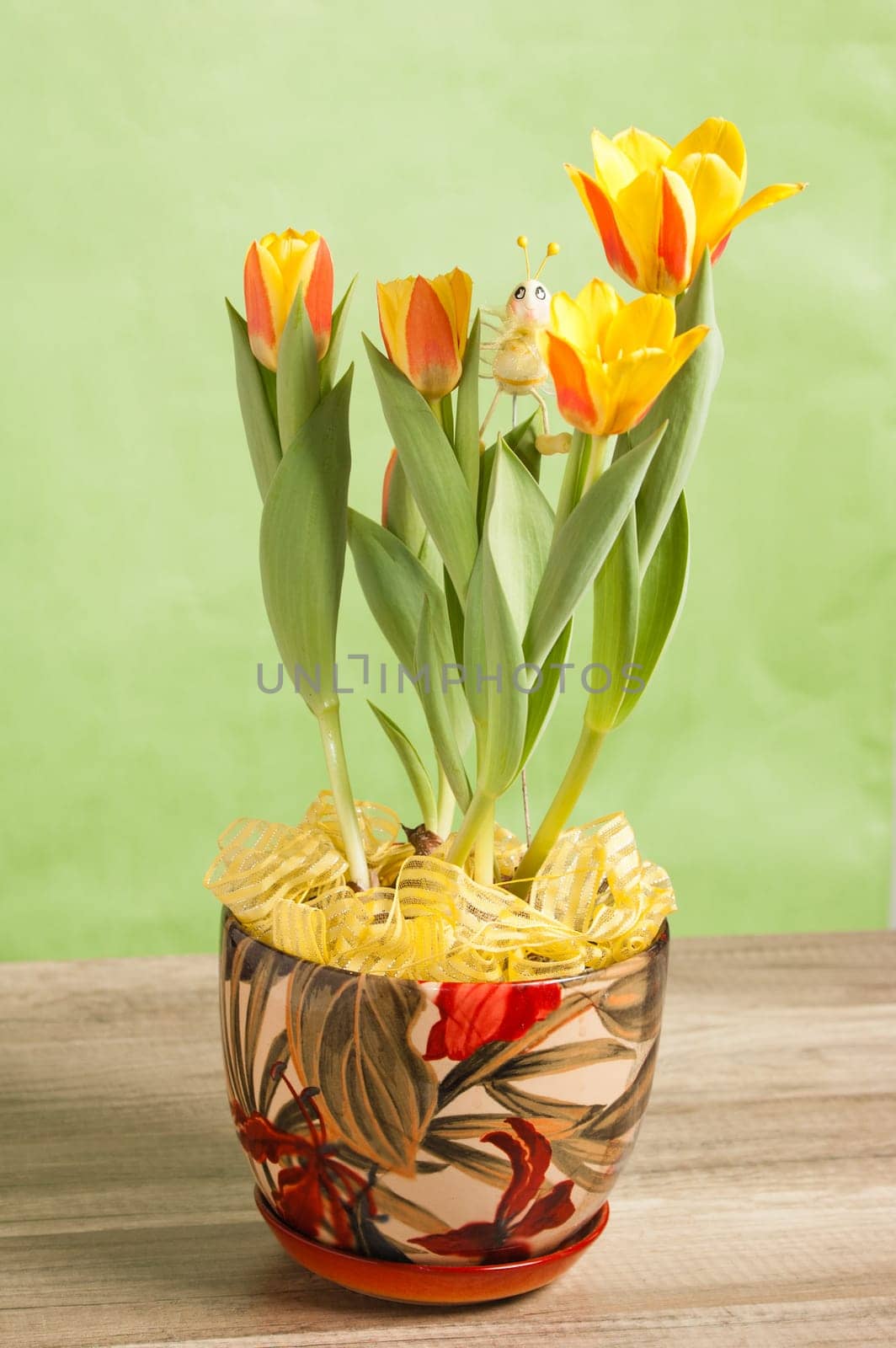 It is red yellow tulips, a close up