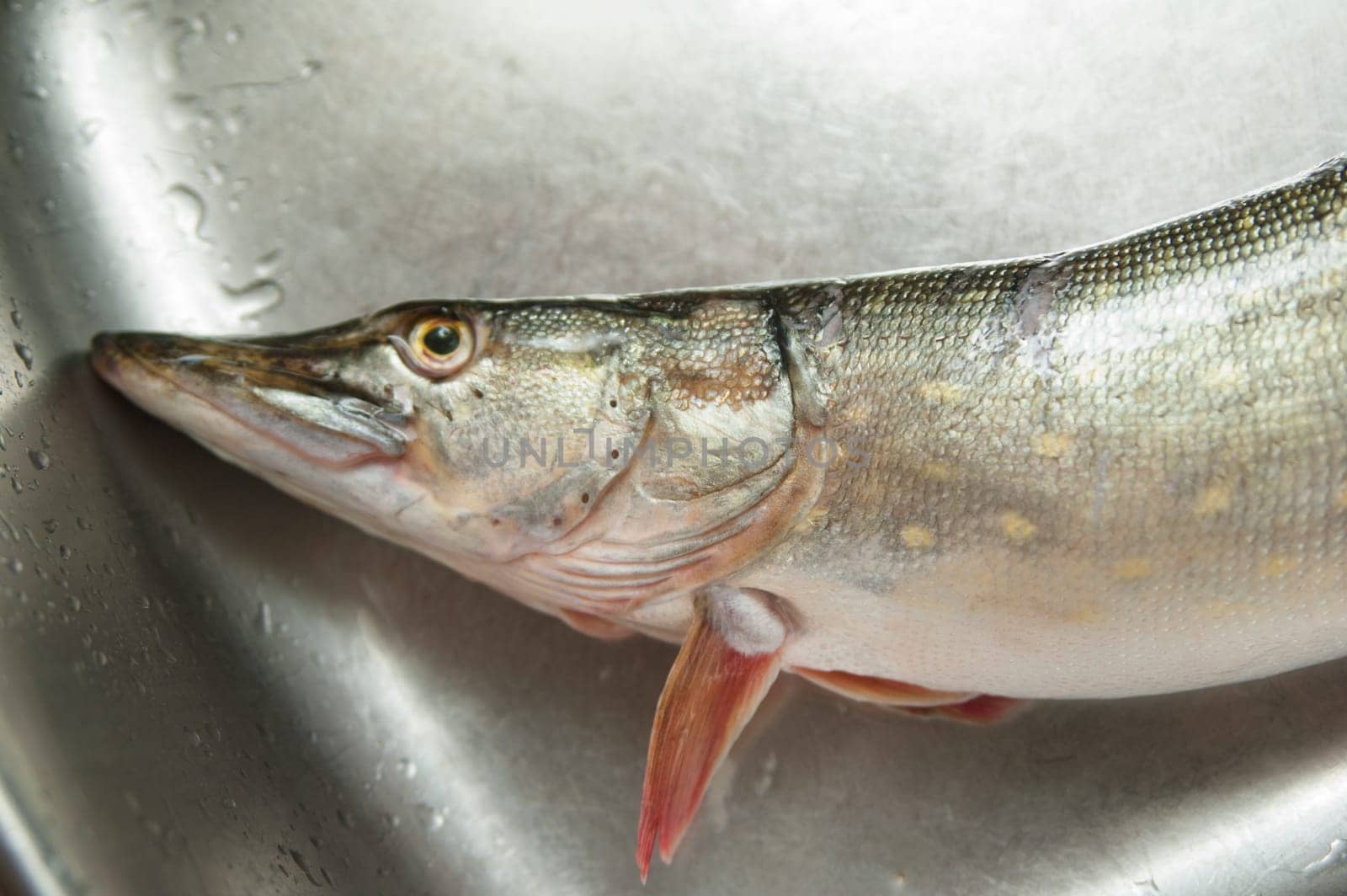 Pike in a kitchen bowl