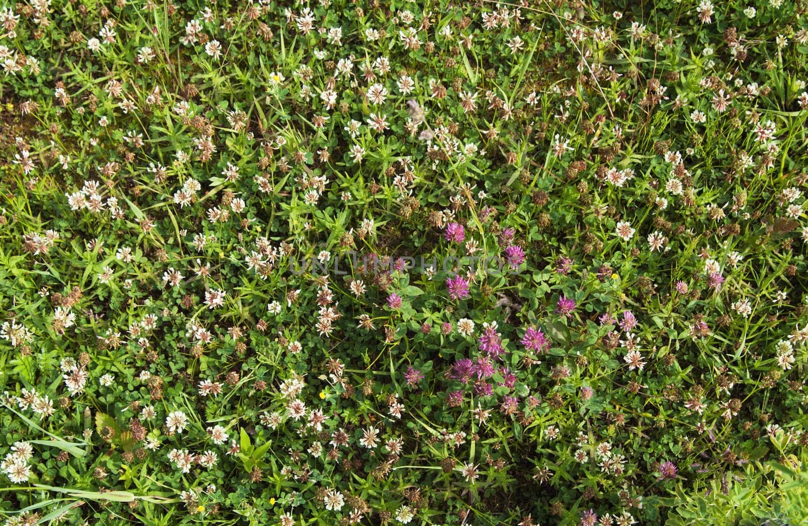 Meadow flowers, close up