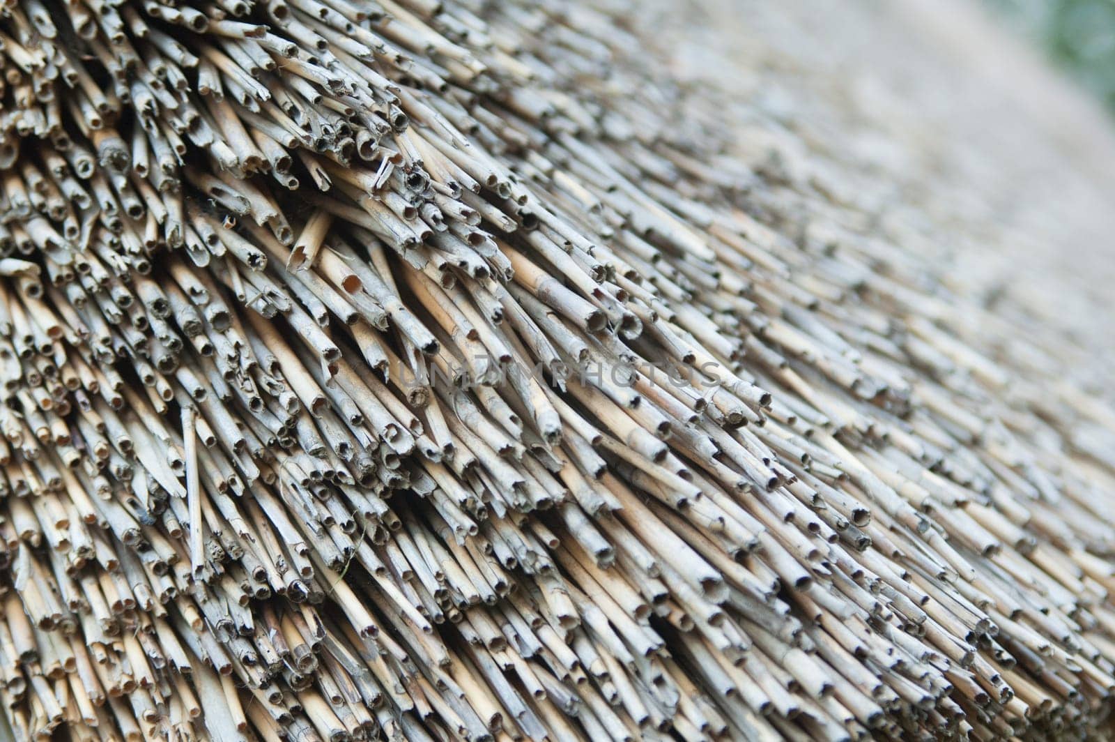 roof of reeds, close-up