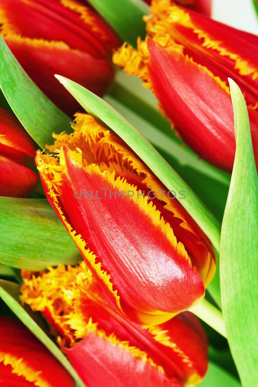 Red tulip with petals fringed by yellow.