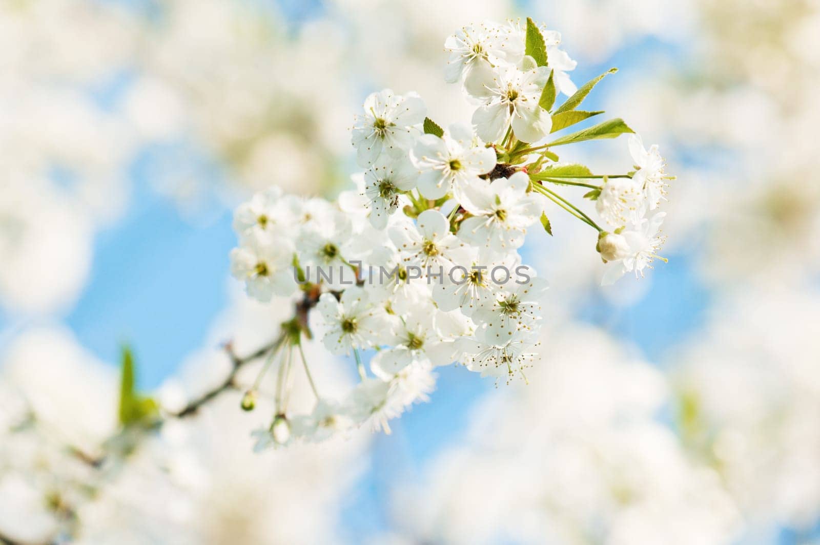 Branch of a blossoming cherry