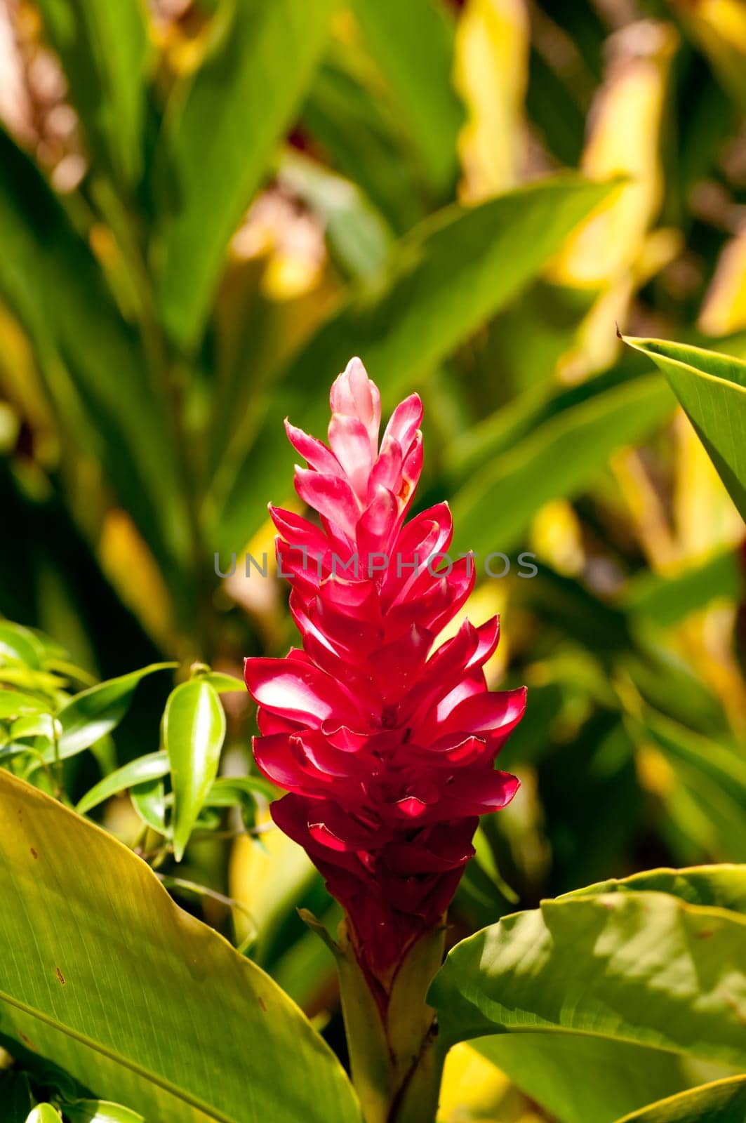 Red ginger flower close up in the garden