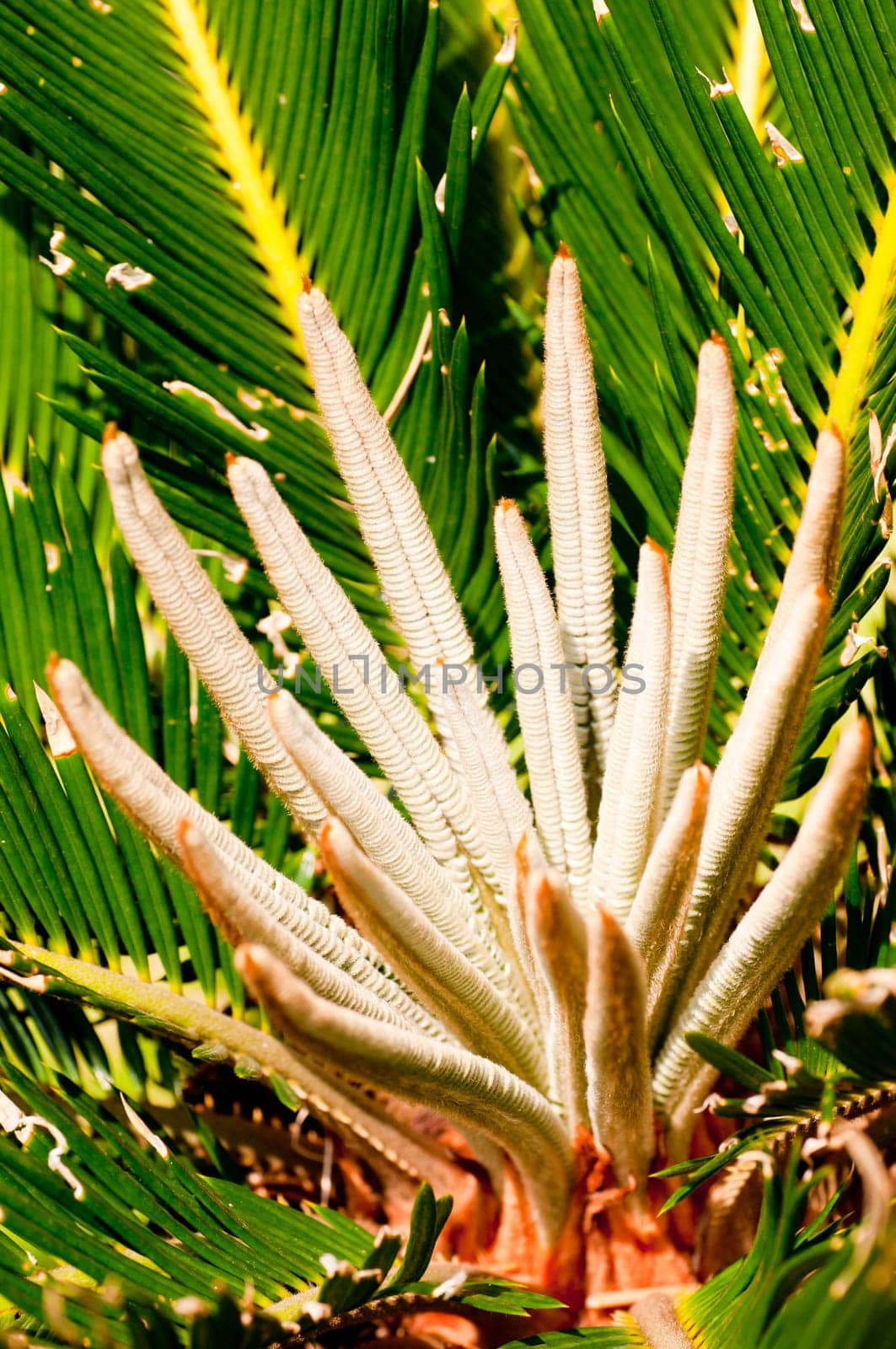 Sago palm young shoots close up in the sun
