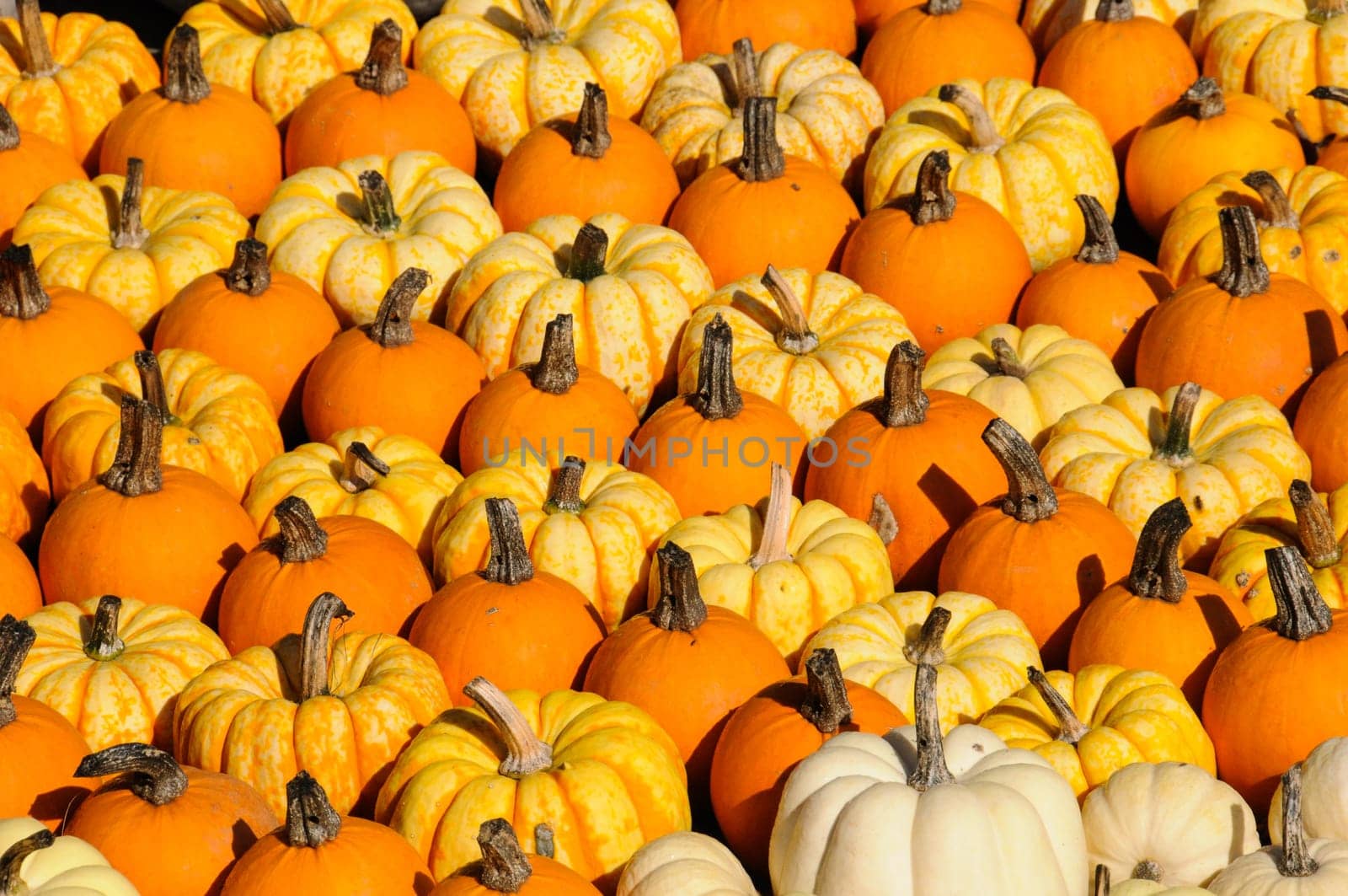 Colorful pumpkins