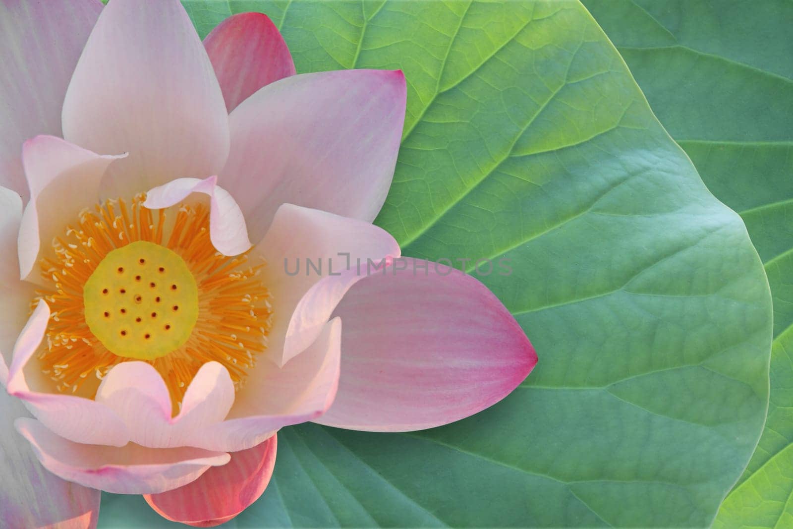 Lotus