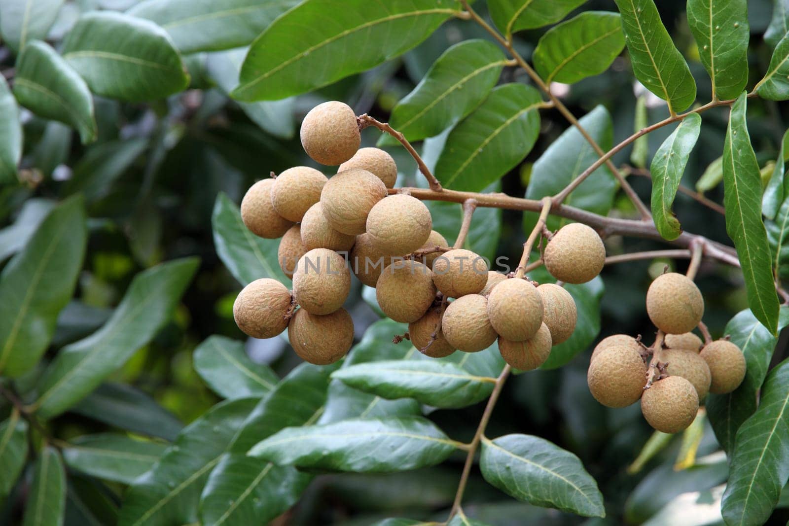 Tropical longan fruit in Asia