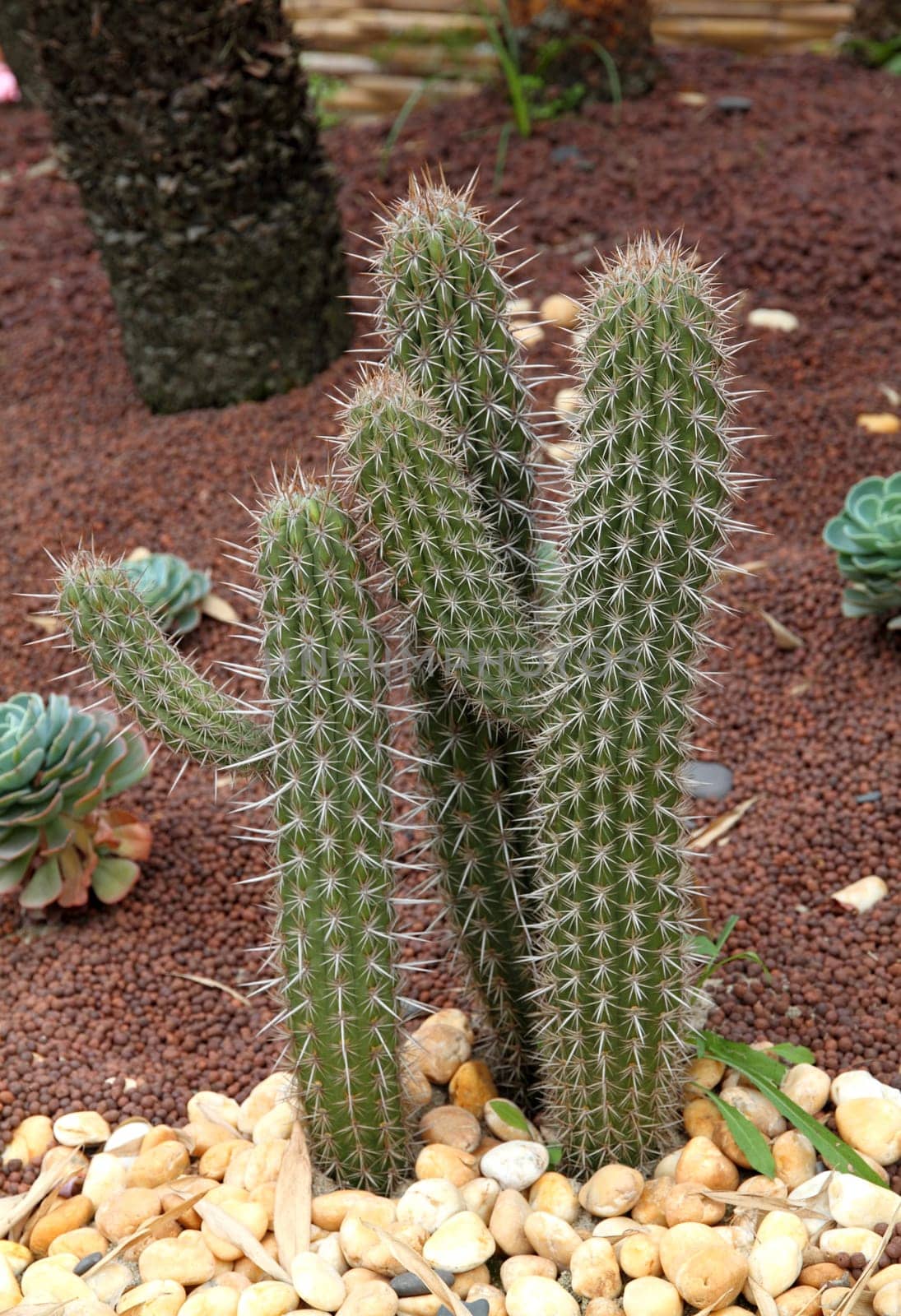 Cactus in a garden