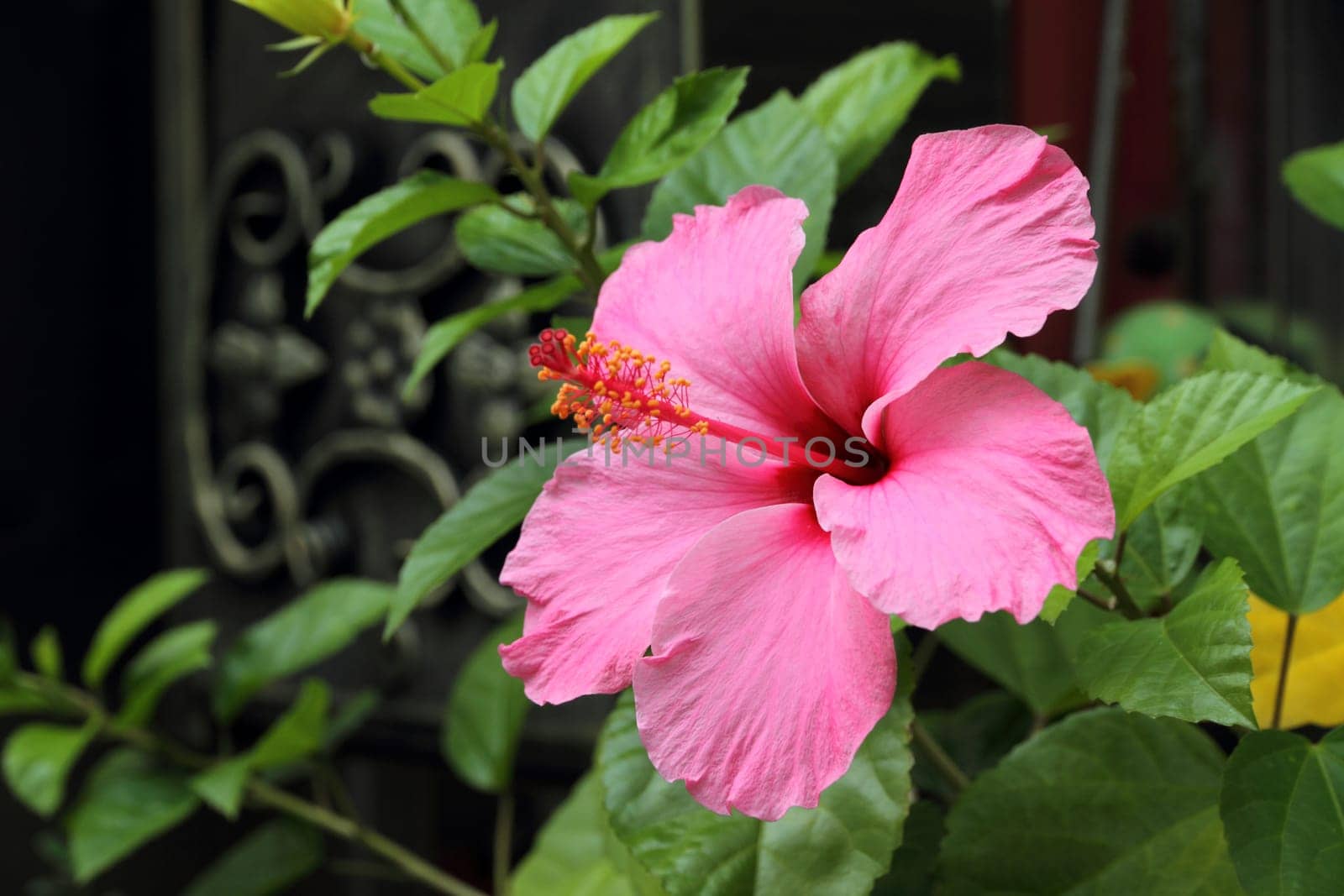 Hibiscus flower