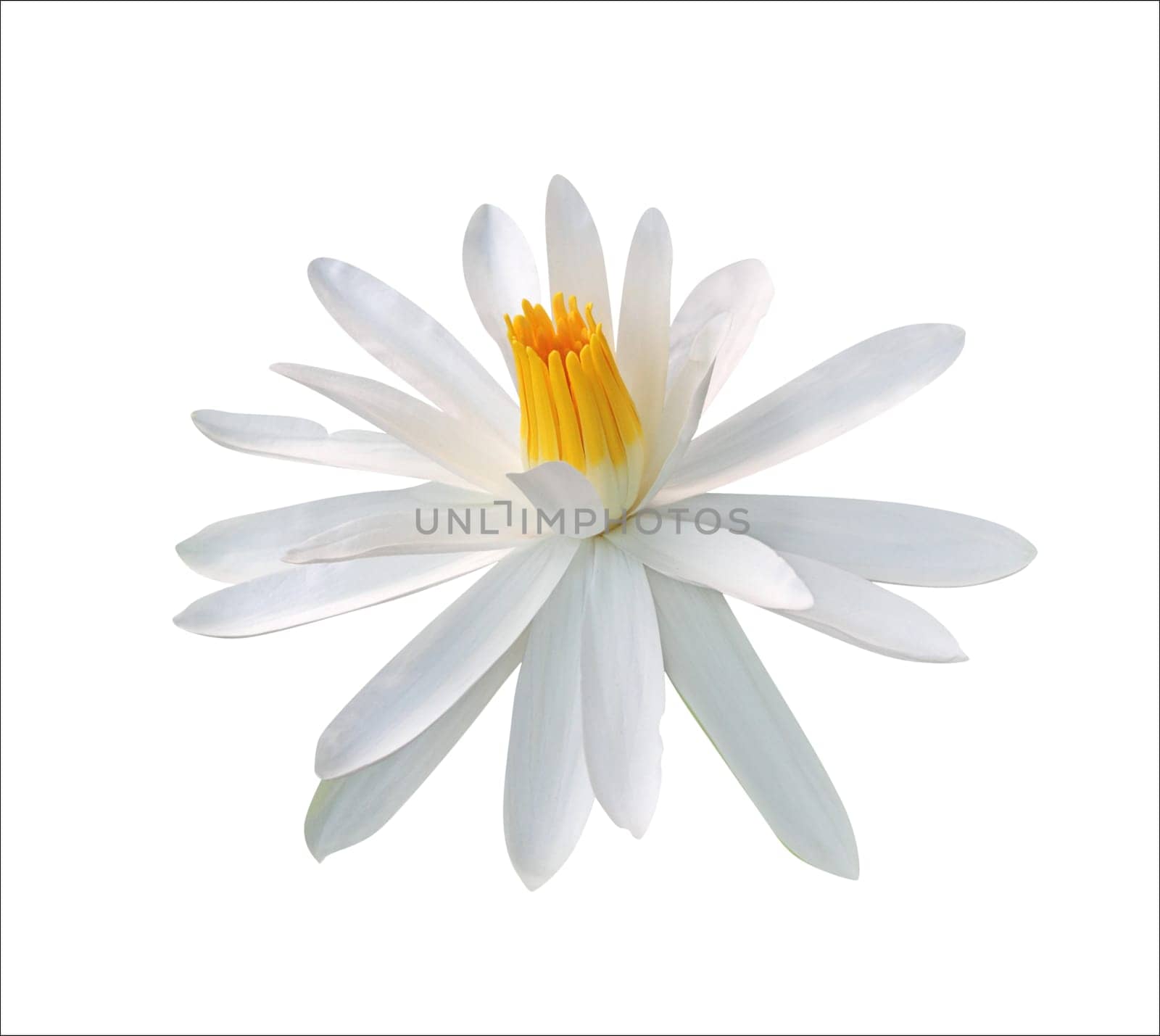 Lotus flower isolated on white background