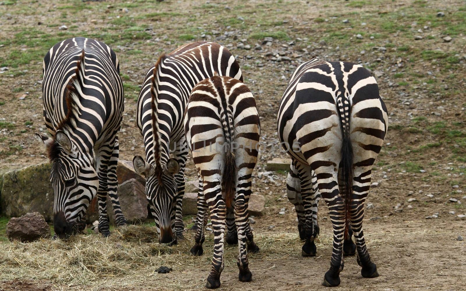 from the front and from the back