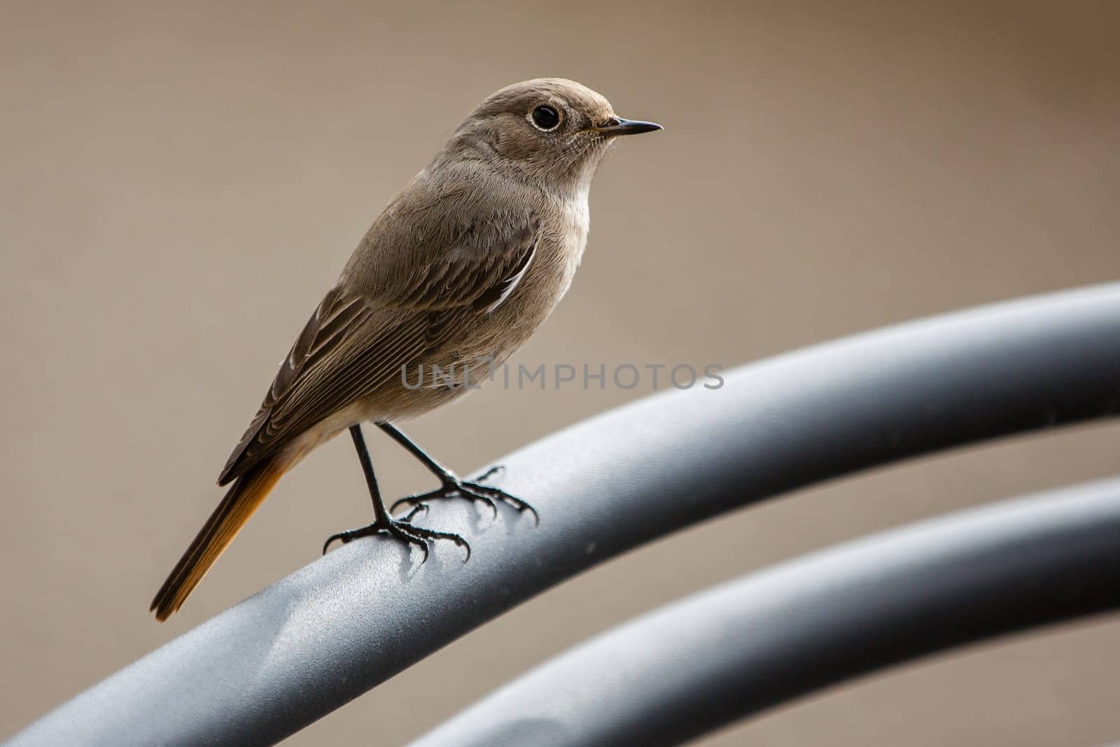 Sparrow on a perch