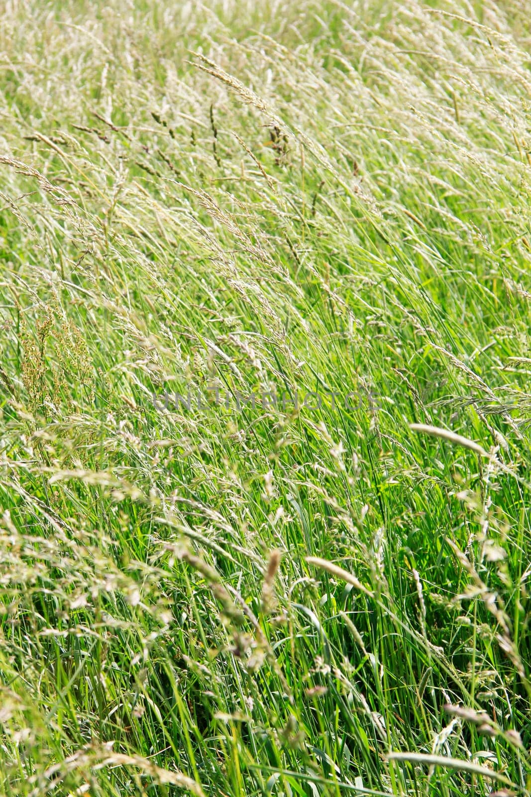 Background - Tall Grass