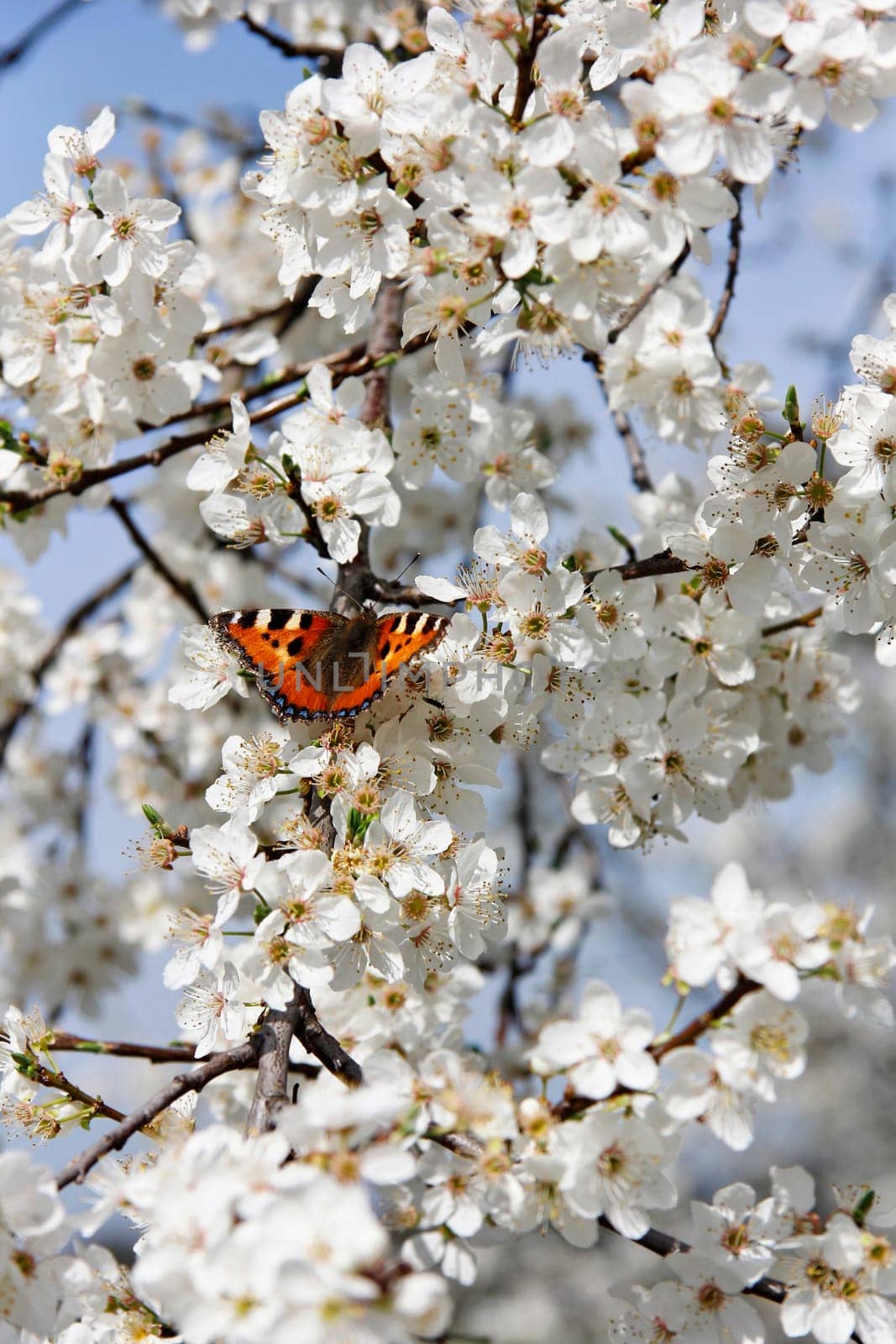 Butterfly on cherry blossom vertical