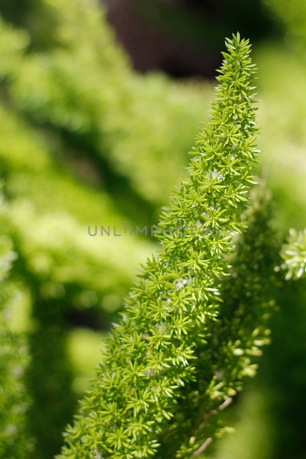 Background - Blurred Plants 2