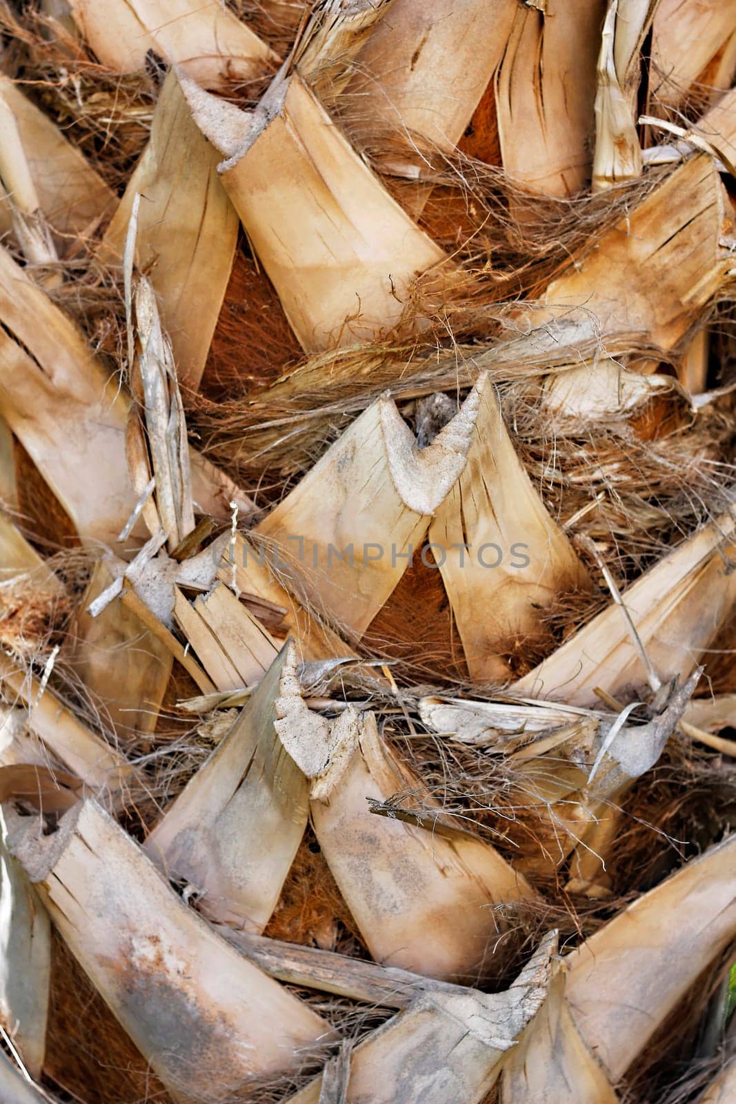 Background - Palm Bark Vertical