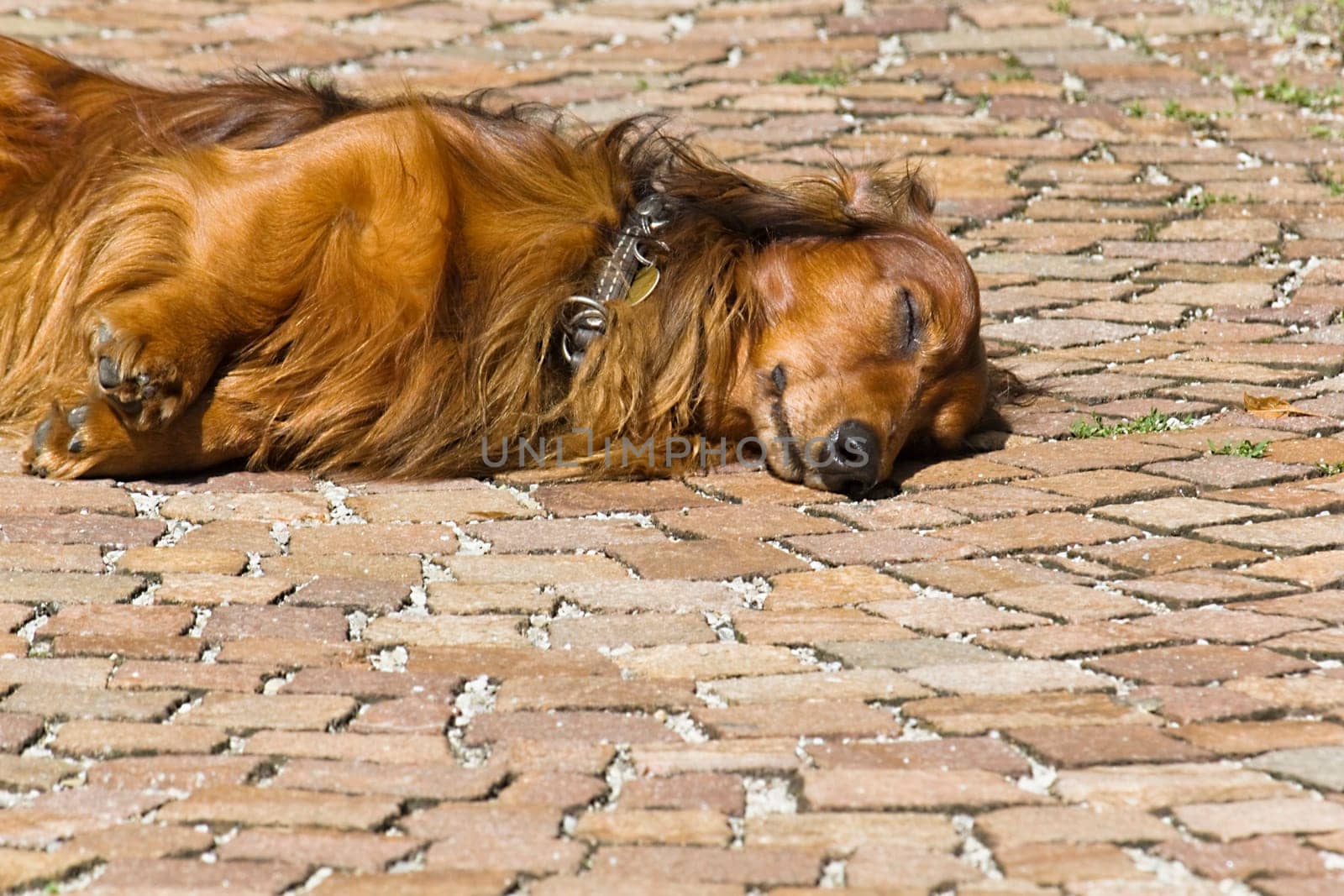 Dachshund Relax