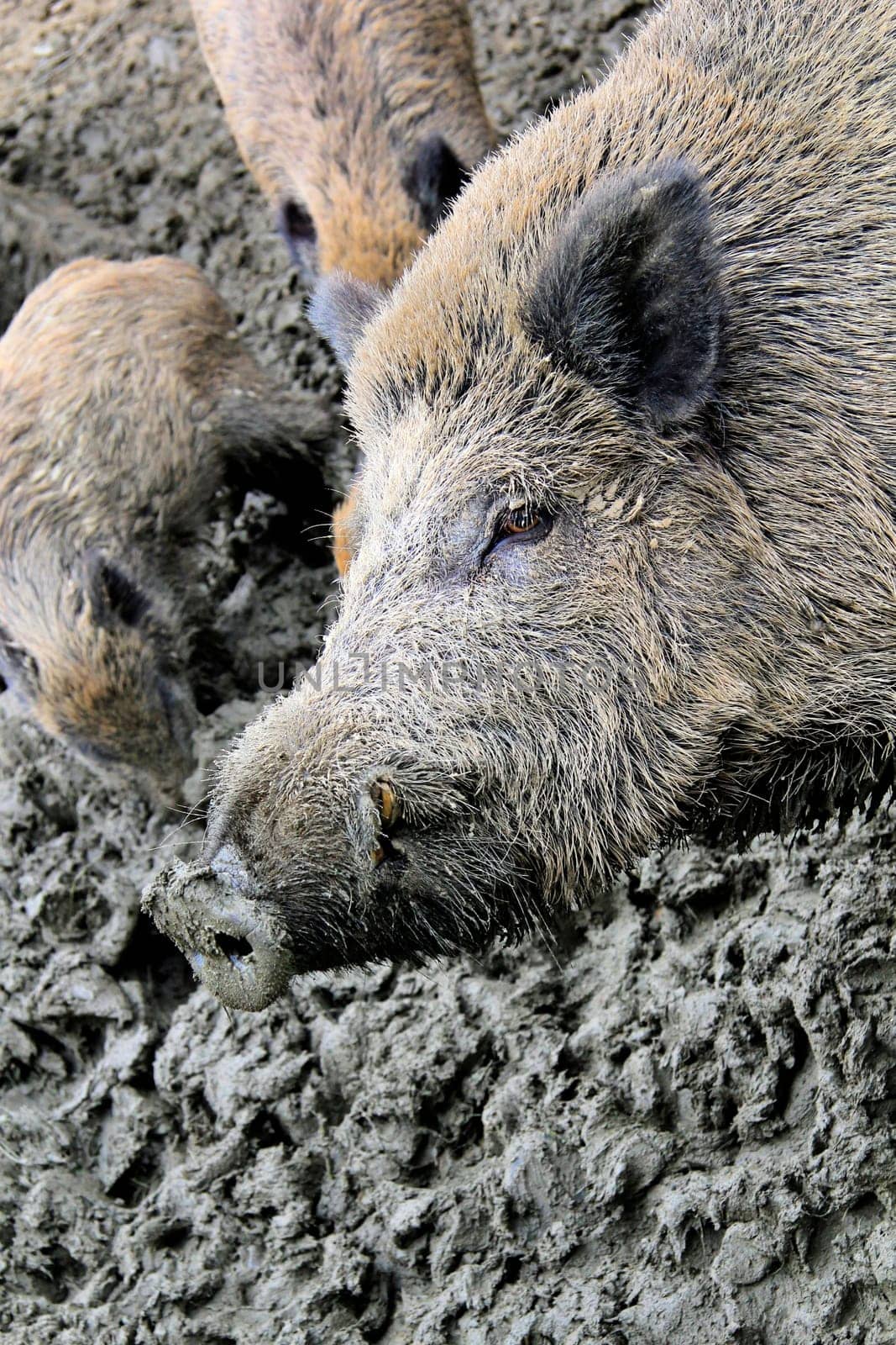 Wild boars in the mud