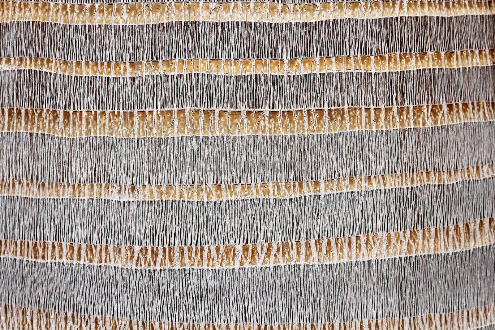 Palm Bark Texture Background