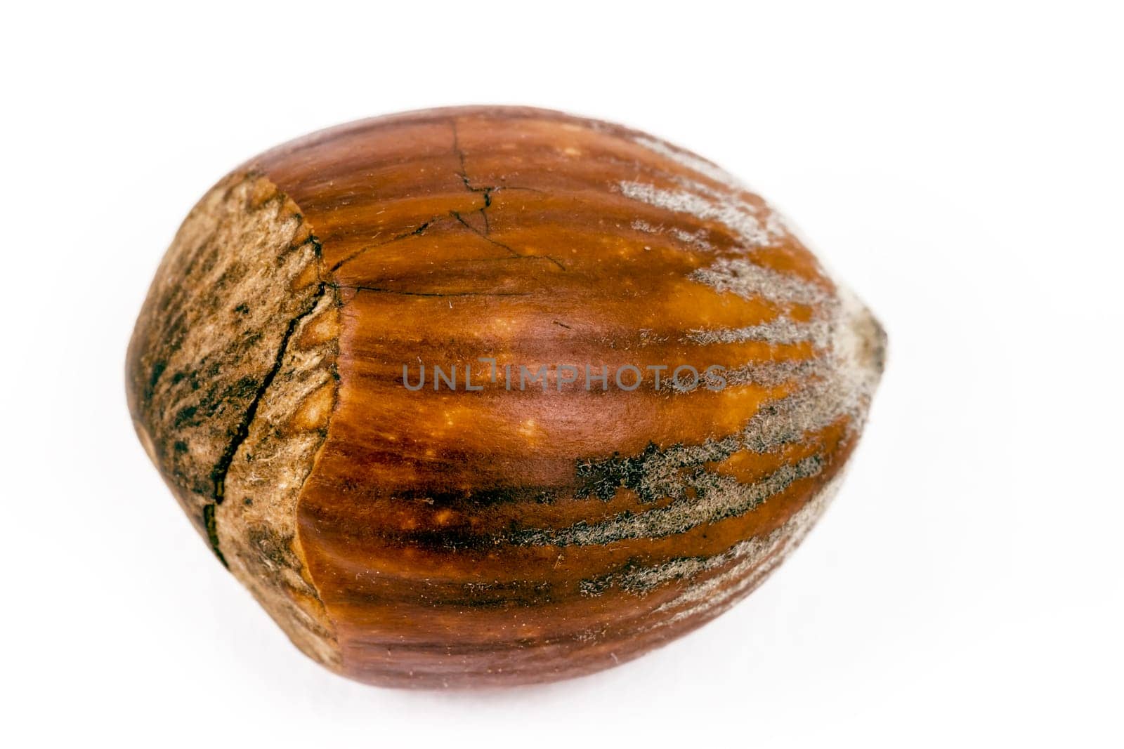 hazelnut isolated on white