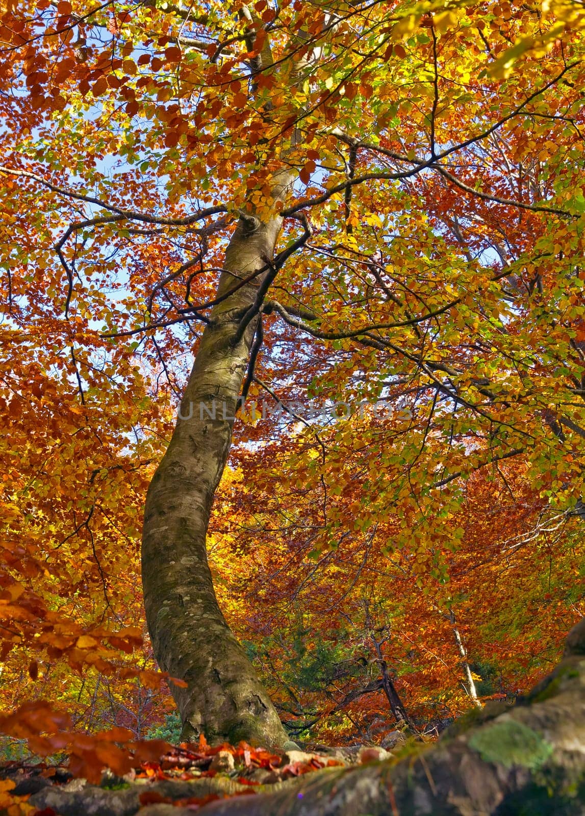 Autumn Colors, early fall color change
